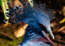 Victoria crowned pigeon