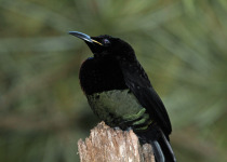 Victoria's Riflebird
