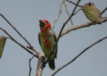 Vieillot's Barbet