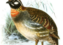 Vietnamese Hill Partridge