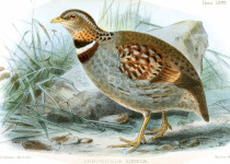 Vietnamese Hill Partridge