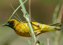 Village Weaver