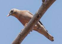 Vinous-breasted Starling