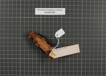 Violet-backed Starling