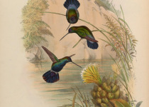 Violet-bellied Hummingbird