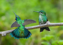 Violet-capped Hummingbird