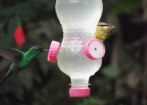 Violet-capped Woodnymph