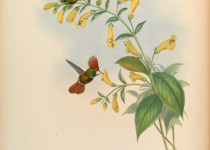 Violet-capped Woodnymph