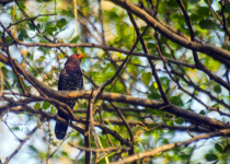 Violet cuckoo