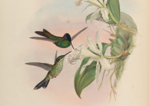 Violet-fronted Brilliant