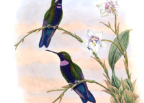 Violet-fronted Brilliant