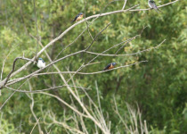 Violet-green Swallow