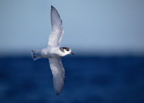 Violet-green Swallow