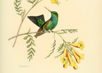 Violet-headed Hummingbird