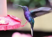 Violet Sabrewing