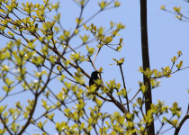 Violet-tailed Sunbird
