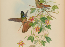 Violet-tailed Sylph