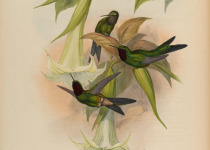 Violet-throated Sunangel