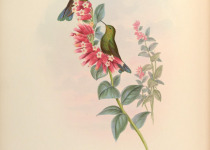 Viridian Metaltail