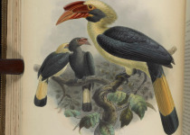 Visayan Hornbill