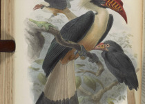 Visayan Hornbill