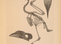 Visayan Hornbill