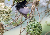 Vitelline masked weaver