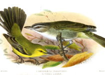 Vitelline Warbler