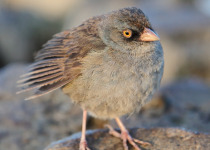 Volcano Junco