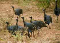 Vulturine Guineafowl