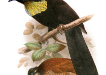 Wahnes's Parotia