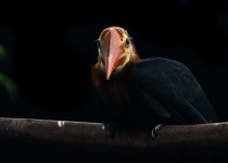 Walden's hornbill