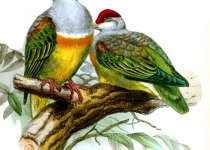 Wallace's Fruit Dove