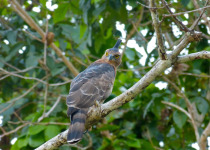 Wallace's hawk-eagle