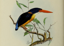 Wallace's kingfisher