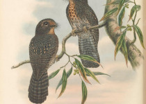 Wallace's Owlet-nightjar