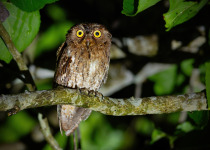 Wallace's Scops Owl