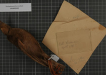 Wallace's Standardwing