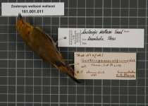 Wallace's Standardwing