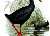 Wallace's standardwing