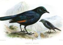 Waller's Starling