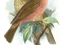 Walton's Rosefinch