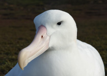 Wandering Albatross