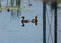 Wandering Whistling Duck