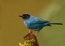 Warbling Masked Flowerpiercer