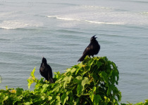 Warczewicz's Tody-Tyrant