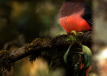 Ward's Trogon