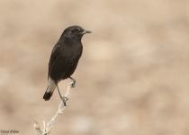 Warria's wheatear