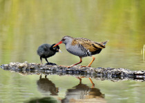 Water Rail