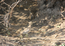 Water Thick-knee